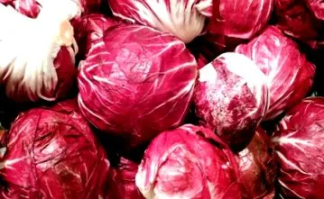 radicchio