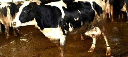 vaca