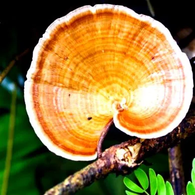 reishi