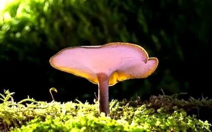 ciupercile