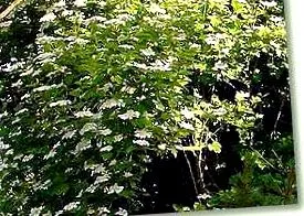 plante medicinale