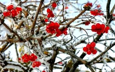 fructe