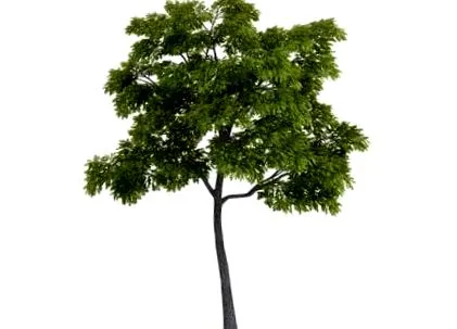 aplicare