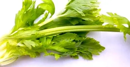 graveolens