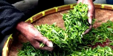 verde sencha
