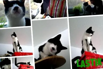 lastik