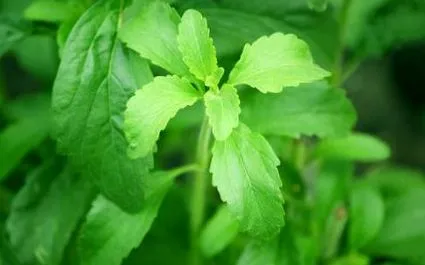 édesebb mint