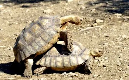 sulcata