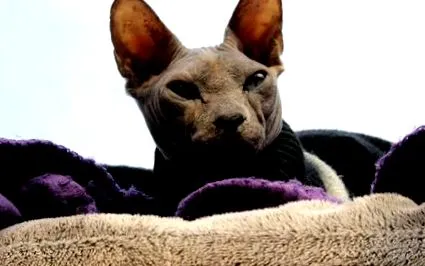sphynx