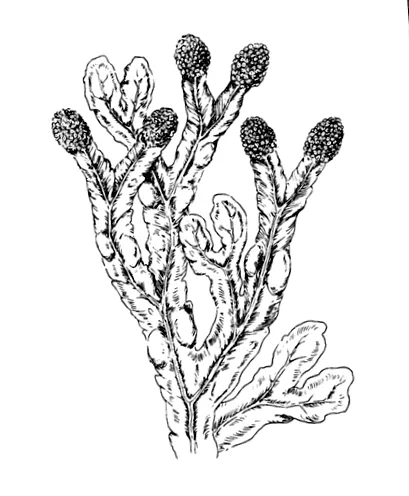 Barna alga