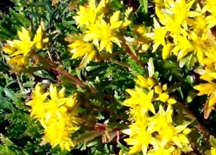 rosea