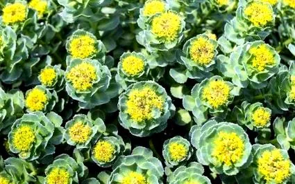 rhodiola
