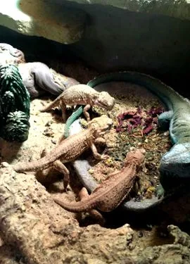 dragonii