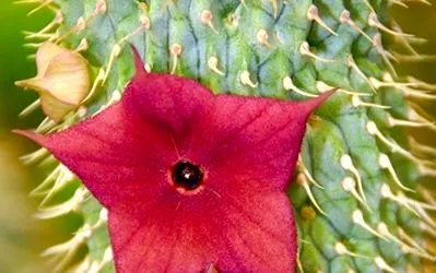 hoodia