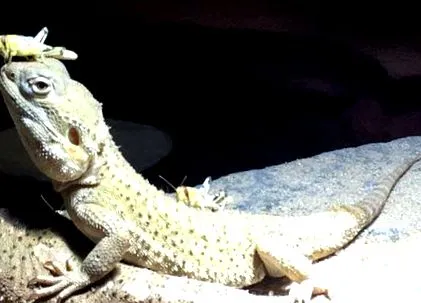 dragonii
