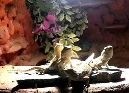 dragonii
