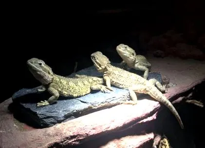 dragonii