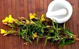 vetiver