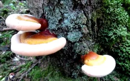reishi glaenzender
