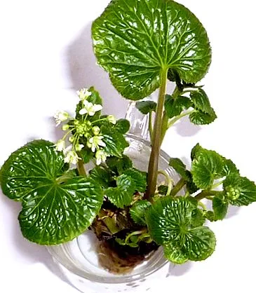 raritate wasabi