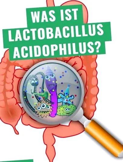 acidophilus