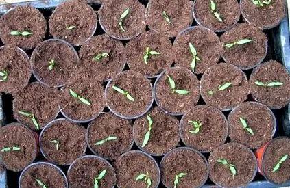 sămânță