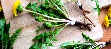 Taraxacum Officinale