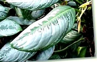 plante