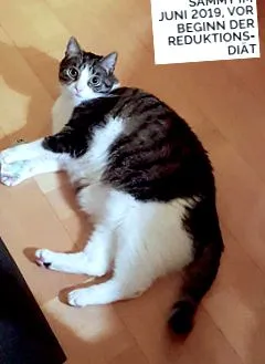sammy