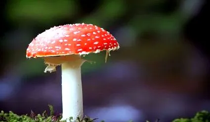 Agaricus muscarius