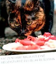 barfen katzen