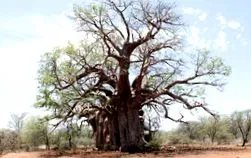 baobabot