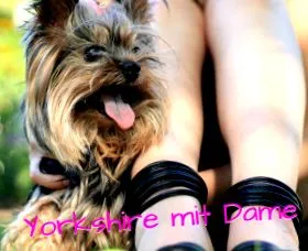 pankreatitída