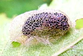 biológia