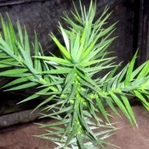 plante