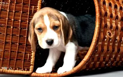 egészséges beagle