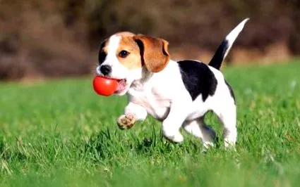 beagle