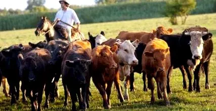 argentínában