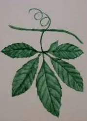 jiaogulan