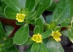purslane