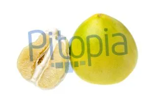 pitopia agenție