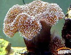 sarcophyton