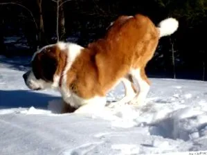 wikipets