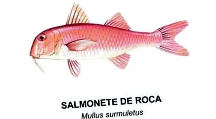 mullet