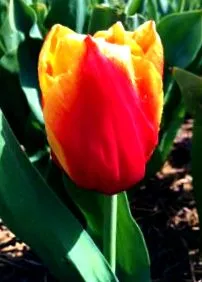 tulipánok archívum