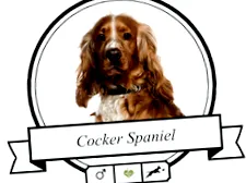 cocker