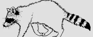 єнота