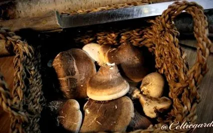 gyógygomba birkenporling