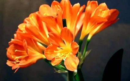 clivia