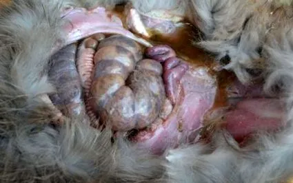 intestinale